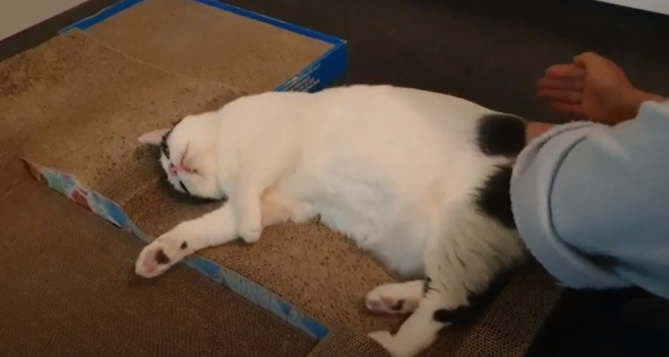  토끼똥으로 고생하는 변비걸린 냥이 율이ㅡ.ㅡ