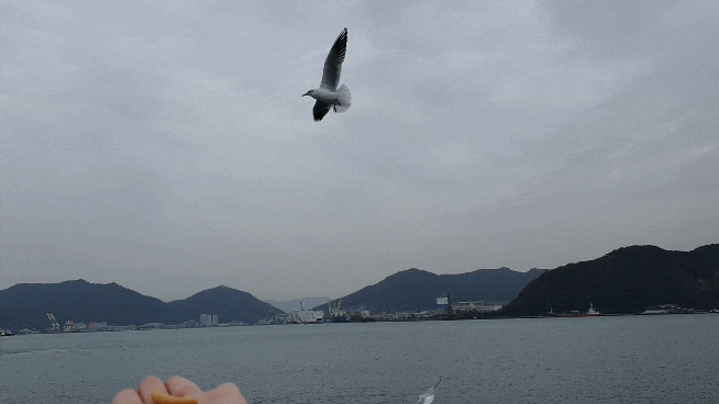  [창원 돝섬 / 마산 돝섬] 배 시간표 / 운임 가격 / 창원 아이랑 놀러 갈만한 곳