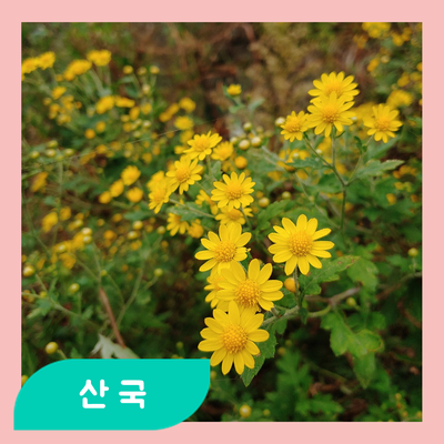  감기약으로 좋은 가을 국화, 산국