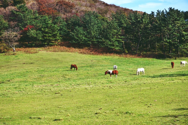  제주도 가을여행명소 제주마방목지! 천고마비의 계절, 제주마를 만나다!