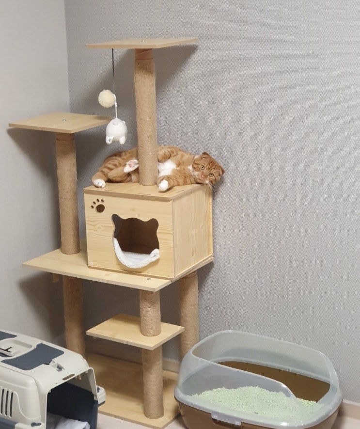 고양이 캣타워가 필요한 이유