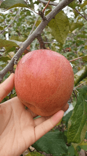 사과 부사 특징 수확 시기, 보관법 효능 부작용