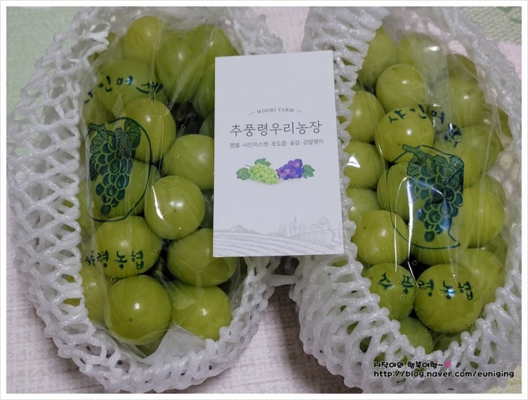  샤인머스켓 추풍령우리농장 너무 맛있는 망고포도