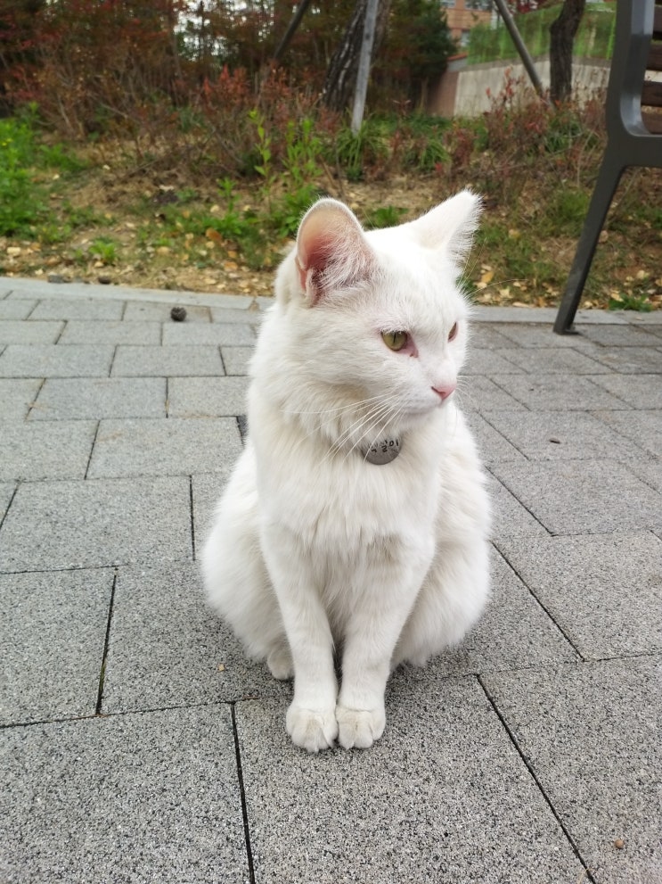  [20201106]동네 외출냥이 흰고양이 백설이