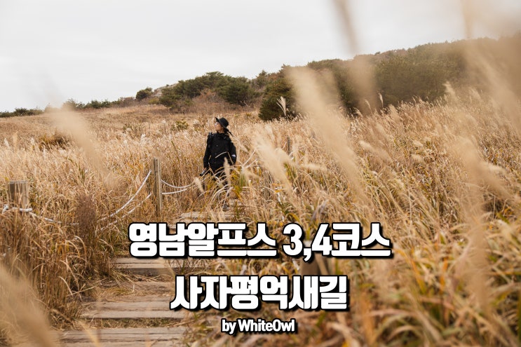  영남알프스 사자평억새길 3, 4 코스 걷기 (얼음골케이블카 ~ 천황산 ~ 재약산 ~ 사자평고원습지 ~ 죽전마을)