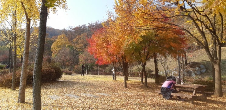 원적산공원은행나무 원적산공원은행나무
