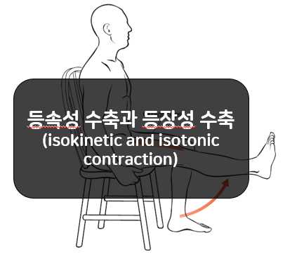 등속성 수축(Isokinetic Contraction)과 등장성 수축(Isotonic Contraction)의 차이