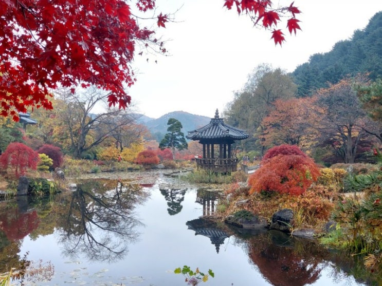  가을단풍  아침고요수목원