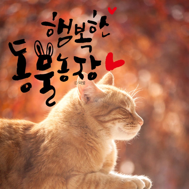 글귀] 캘리그라피 : 동물농장 : 네이버 블로그