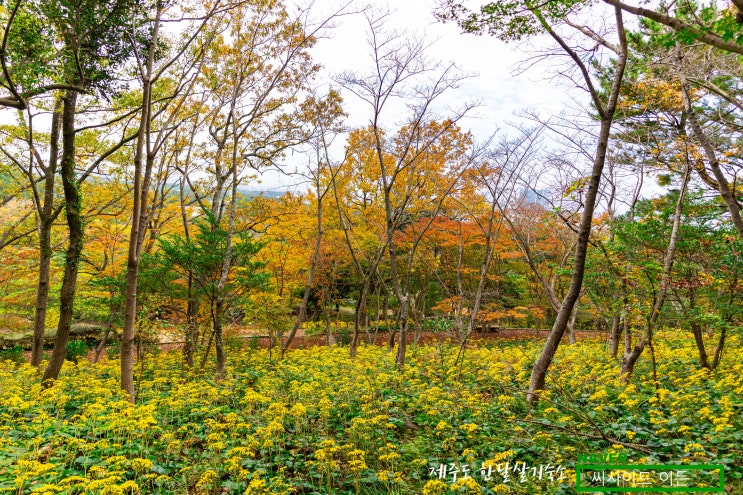  단풍도 보고 꽃도 보고 노루도 보고 한라수목원 [제주도 제주 한달살기 숙소 씨사이드 이든 추천]
