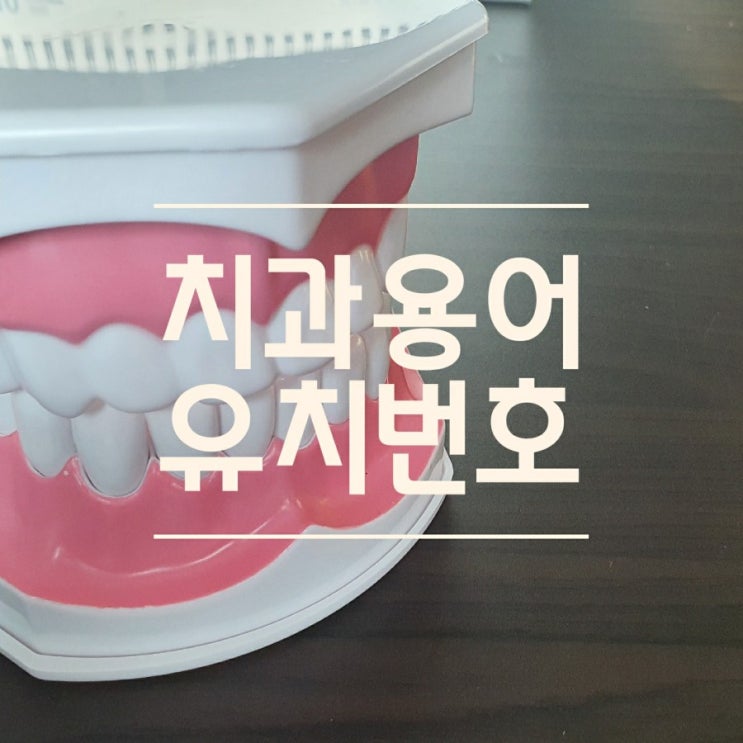 치의학 용어 ) 치과위생사가 알려주는 유치번호 이름