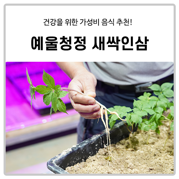  새싹삼으로 면역력 높이는 방법 (구매정보): 예울청정새싹인삼