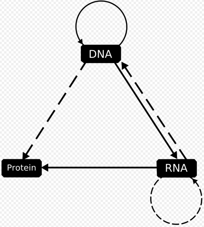  RNAseq)ncRNA의 종류와 기능