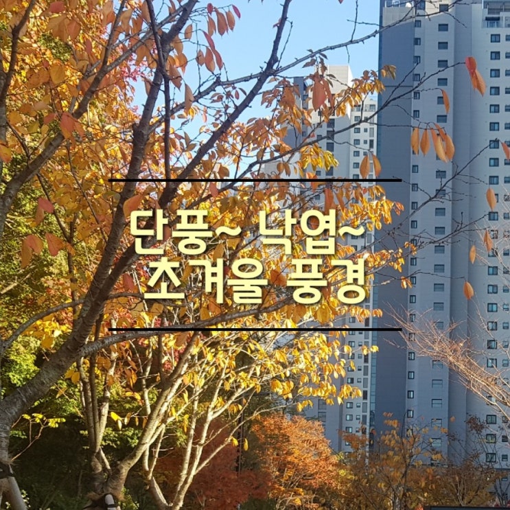  초겨울 주말 낙엽 밟으며 산책했어요