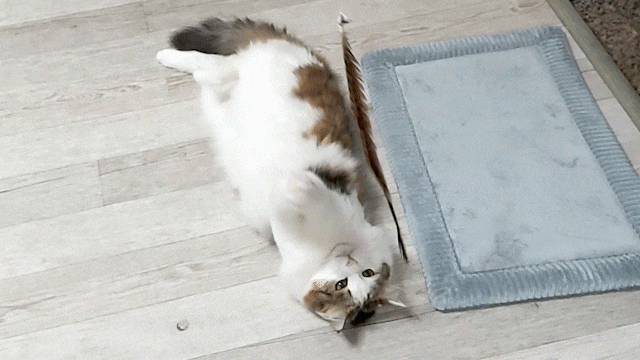 링거펫 펫워터 고양이 수분보충제