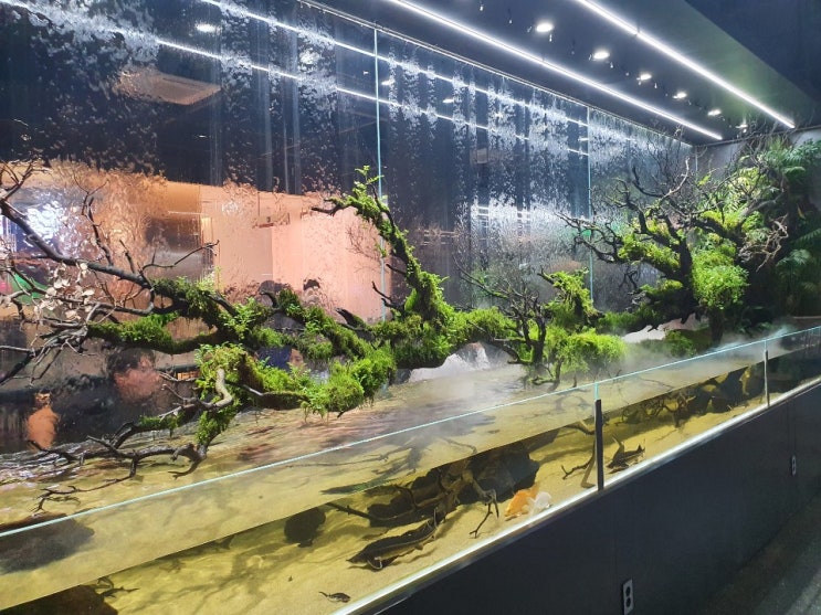  AQUA GARDEN '물멍'의 세계로 초대합니다! - 아쿠아 가든 리빙파워센터 기흥점 탐방기
