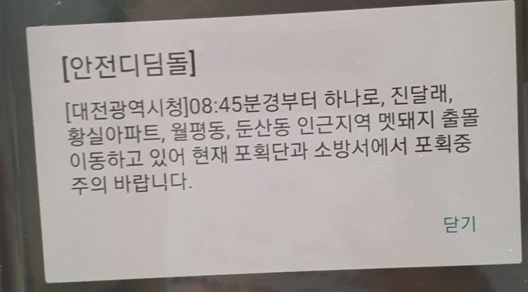 대전 도심 멧돼지 3마리 출현 포획중 대전 도심 멧돼지 3마리 출현 포획중