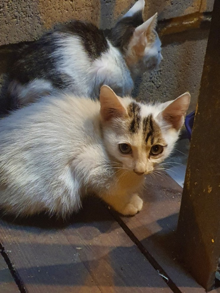  새끼 길고양이