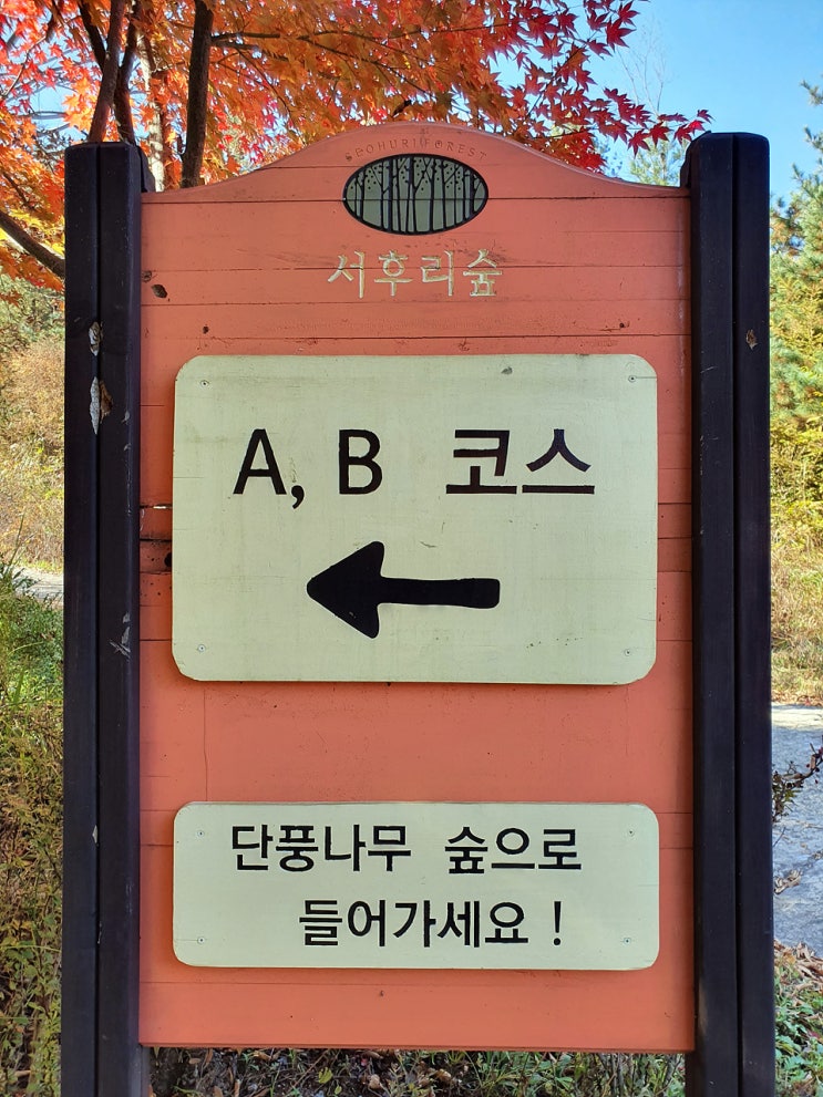  양평 자작나무 숲 이 아름다운 서후리숲 방탄소년단 촬영지