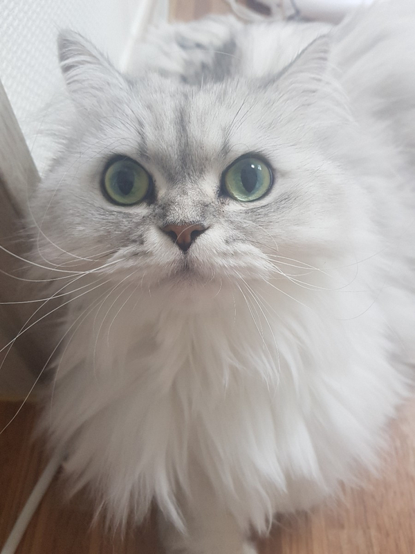  고양이 동공과 수염으로 기분을 읽을 수 있어요