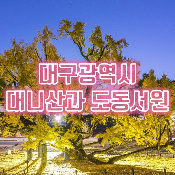  대구 추천 여행지 대니산 일몰과 도동서원 은행나무