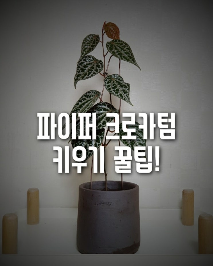  파이퍼크로카텀