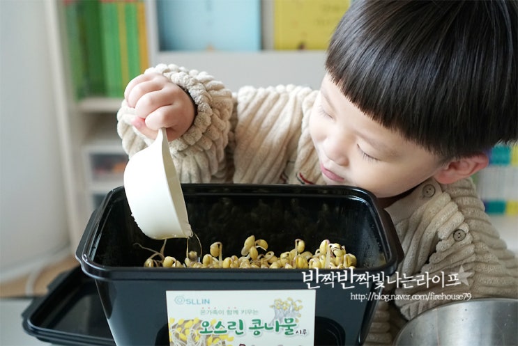  집에서 콩나물 키우기 쉬워요