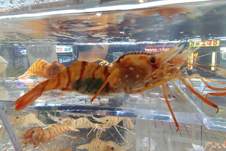  부산 독도새우 도화새우로 준비되어 있습니다.