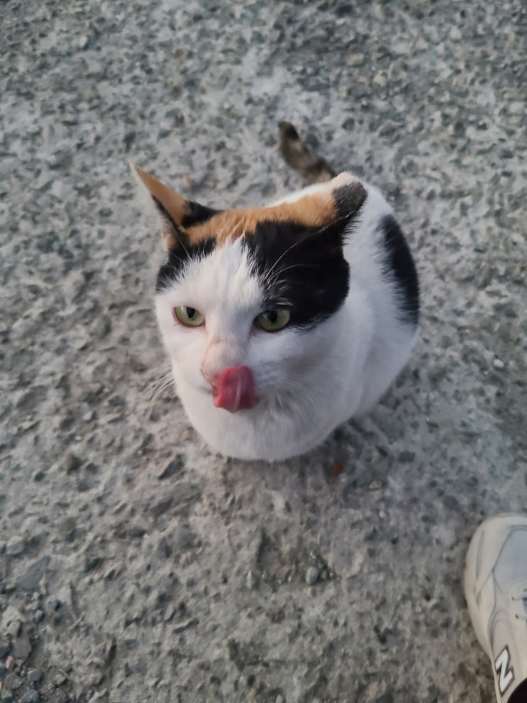  내가 산책하는 이유는 냥냥이