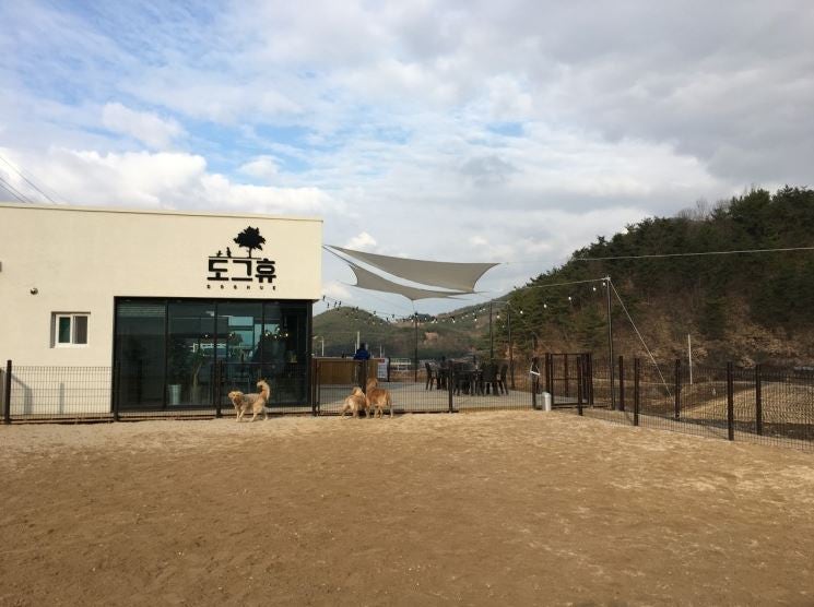 도그휴 사진 1