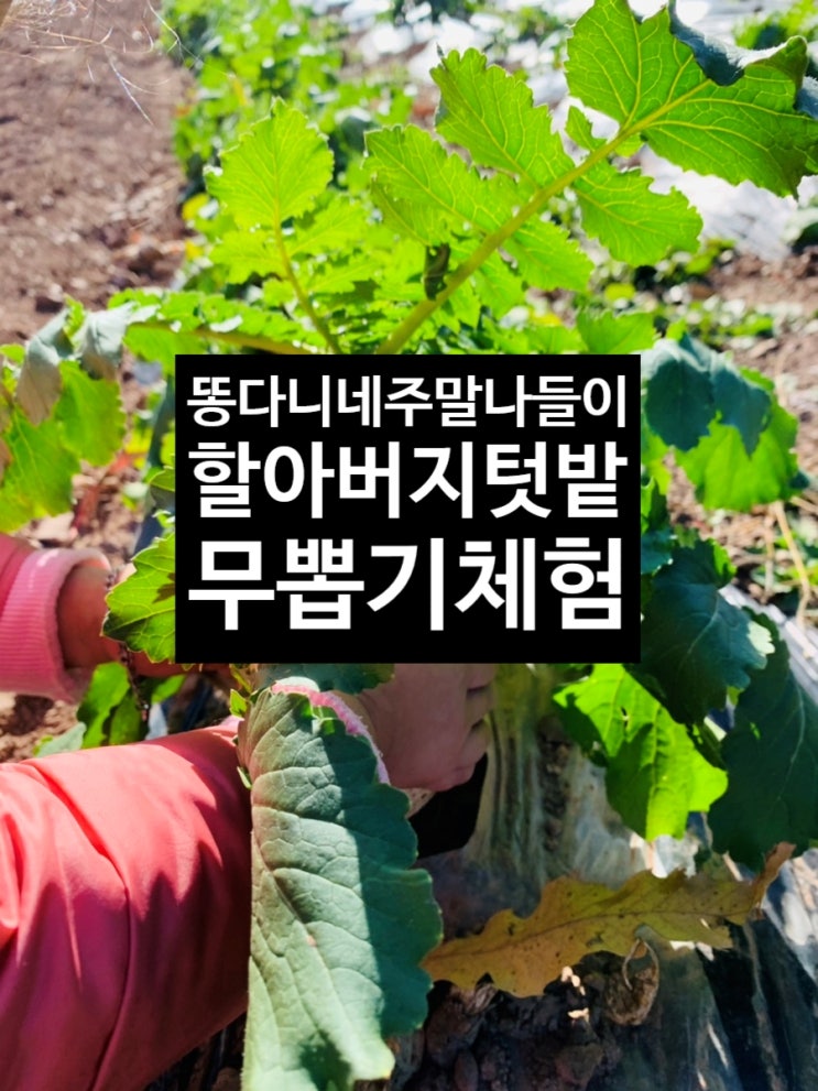  주말나들이 할배 텃밭에서 무뽑기 하고 왔어요