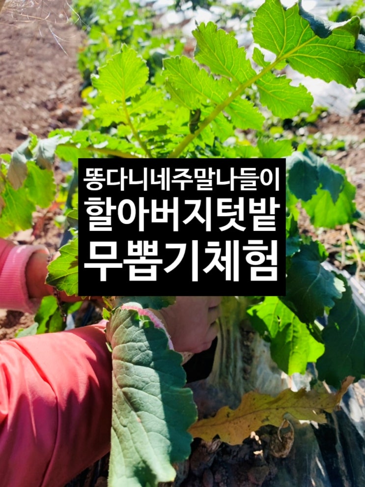 주말나들이 할배 텃밭에서 무뽑기 하고 왔어요