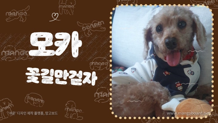 성대수술하고 버려진 푸들 삐또는 모카로 개명하고 가족을 만났어요. 꽃길만걷자 성대수술하고 버려진 푸들 삐또는 모카로 개명하고 가족을 만났어요. 꽃길만걷자