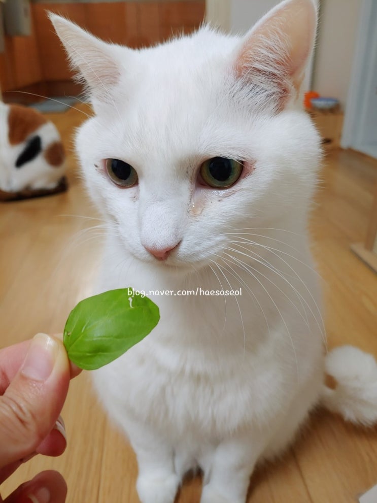  고양이 바질 먹어도 되나요?