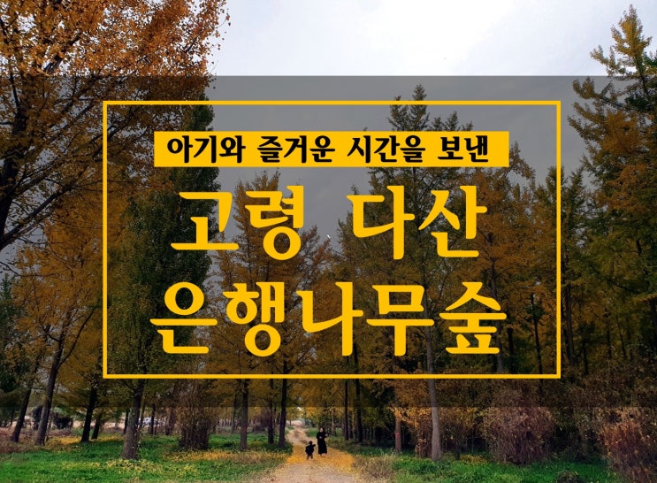  고령 다산 은행나무숲 : 아기와 연인과 산책하기 좋아요