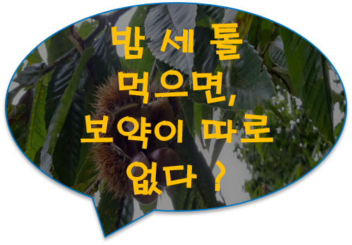 [공유] 밤 세 톨 먹으면 보약이 따로 없다 ?  우리나라가 생산량 세계 3위래요..