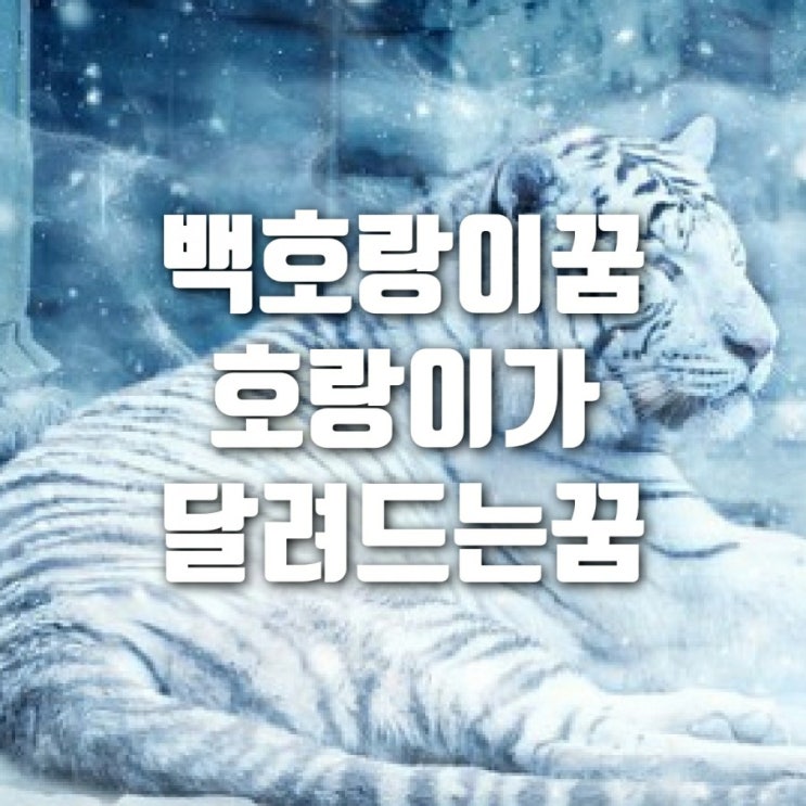  호랑이가 달려드는 꿈 백호랑이꿈 꿈해몽 자세한 풀이해드릴게요