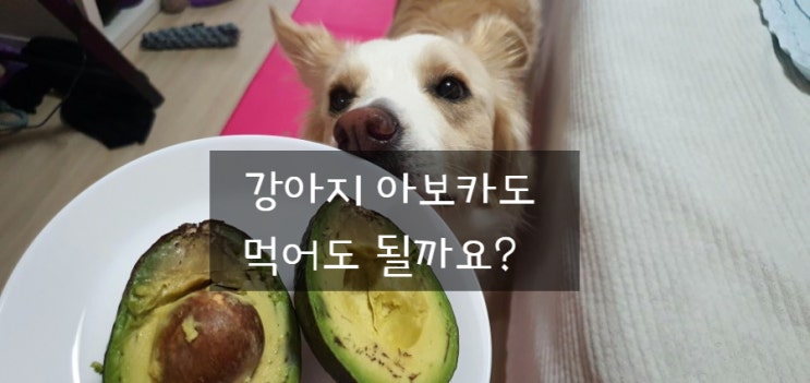  아보카도 강아지 먹어도 될까? 먹으면 안되는 과일