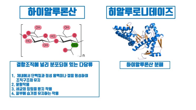 매부리코필러 오래 가는 필러 절대 안 됨! 예쁜 코 기대 안 됨!
