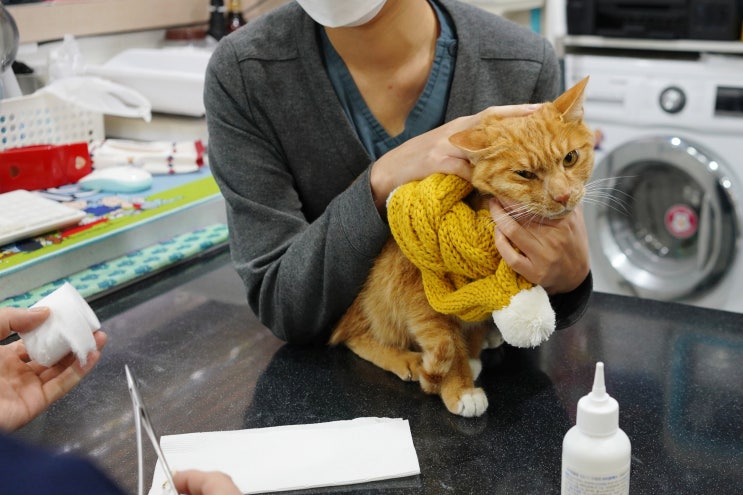  압구정 튼튼동물병원 그리고 임보자님 덕에 유기묘 치치는 잘 지내요