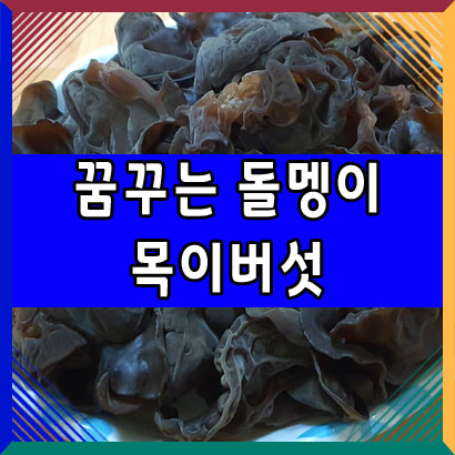  꿈꾸는돌멩이 목이버섯 효능과 요리 방법