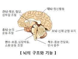  간호학과 간뇌 시상하부 구조기능역할:변연계 뇌간 뇌하수체