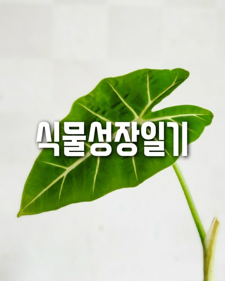  식물성장일기