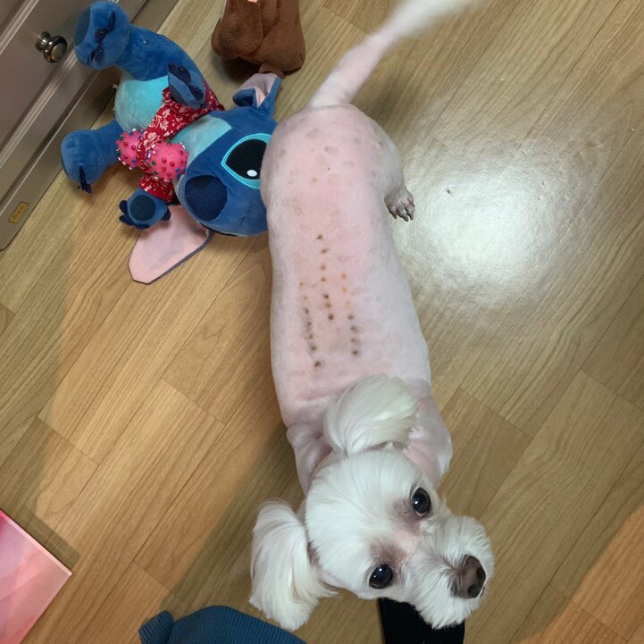  강아지 디스크 한방치료(뜸,침)