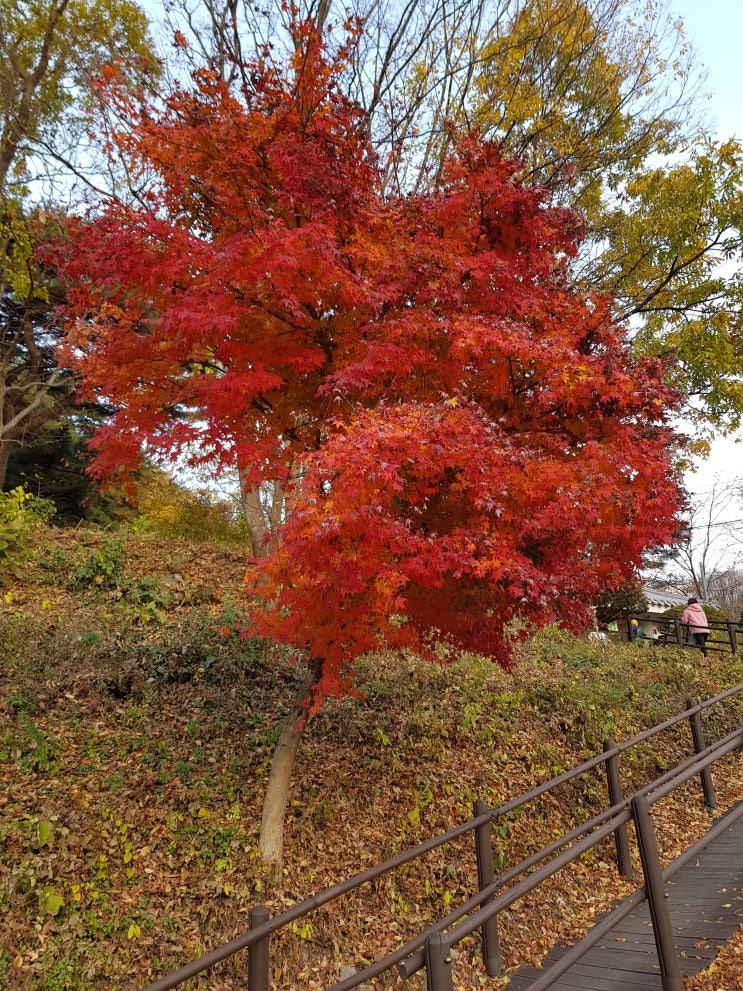  공주 계룡산 갑사로 단풍 구경 가기