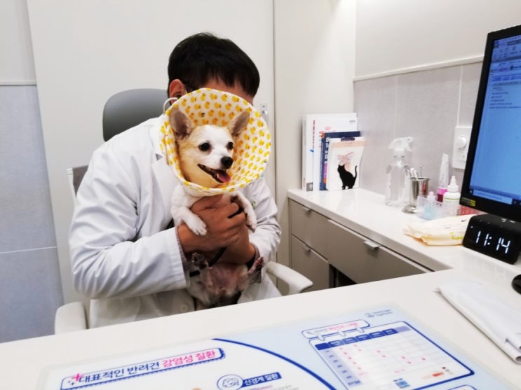  울산동물병원 강아지건강검진 동물잘다루는곳