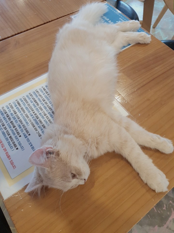  고양이 카페에 다녀왔었던 추억