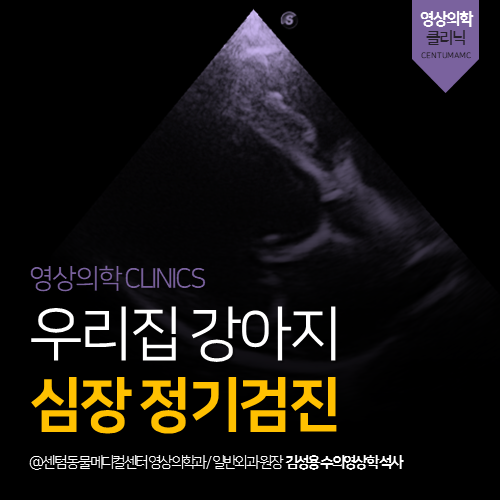  [심장전문진료] 강아지 심장 정기검진 (부산 노령견 심장 잘보는 동물병원)