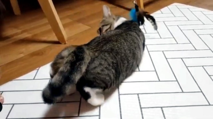  My Cat is in heat... 고양이 발정났어요~ 발정난 고양이를 진정시키는 마따따비