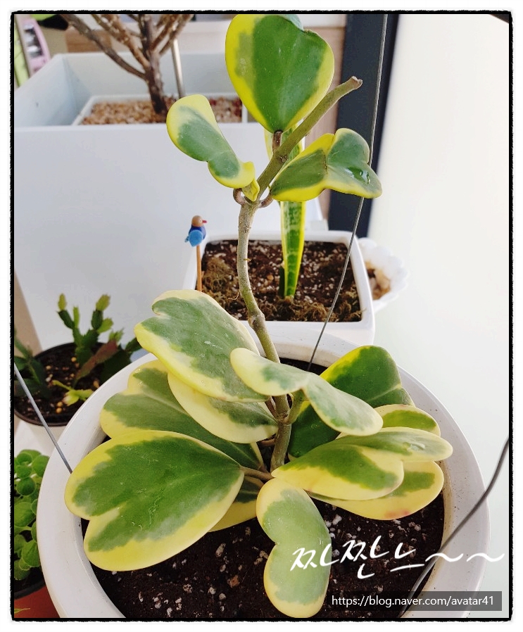  호야(Hoya xarnosa) 키우기